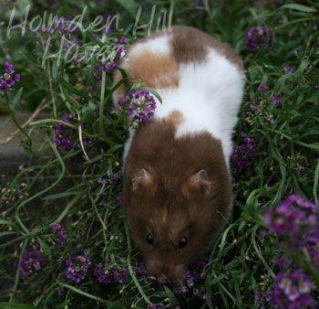 Holmden Hill Haven s Chocolate Dream Chocolate Tortoiseshell and White Banded Shorthaied Syrian Hamster